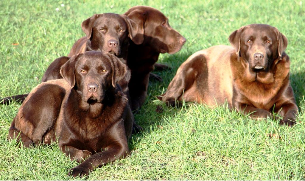 Gite Labradors De Bailly - Giverny Saint-Pierre-la-Garenne Exterior foto